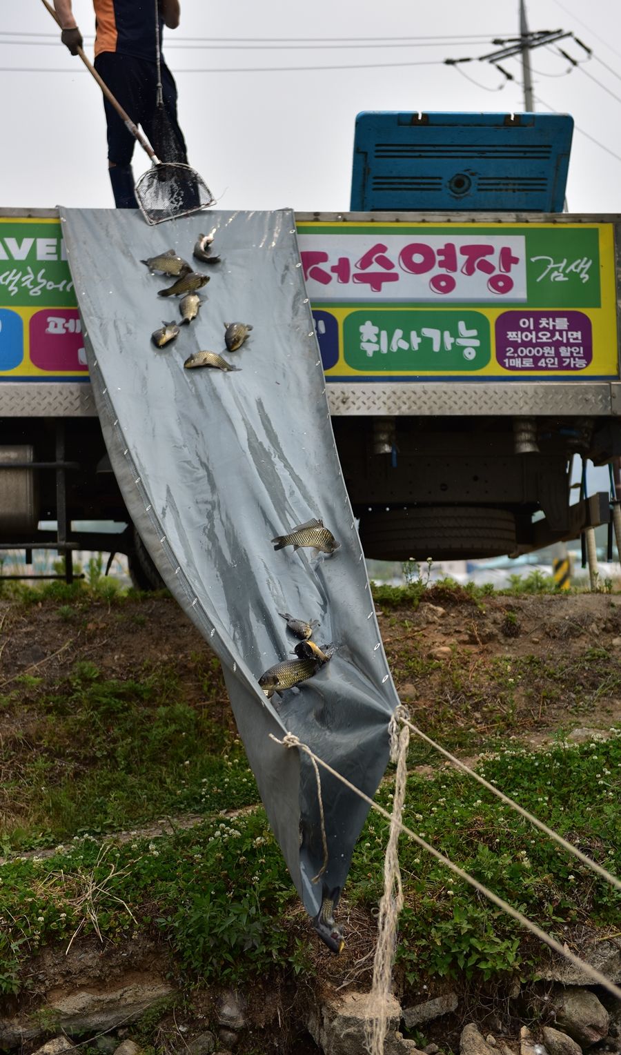 DSC_6631.JPG