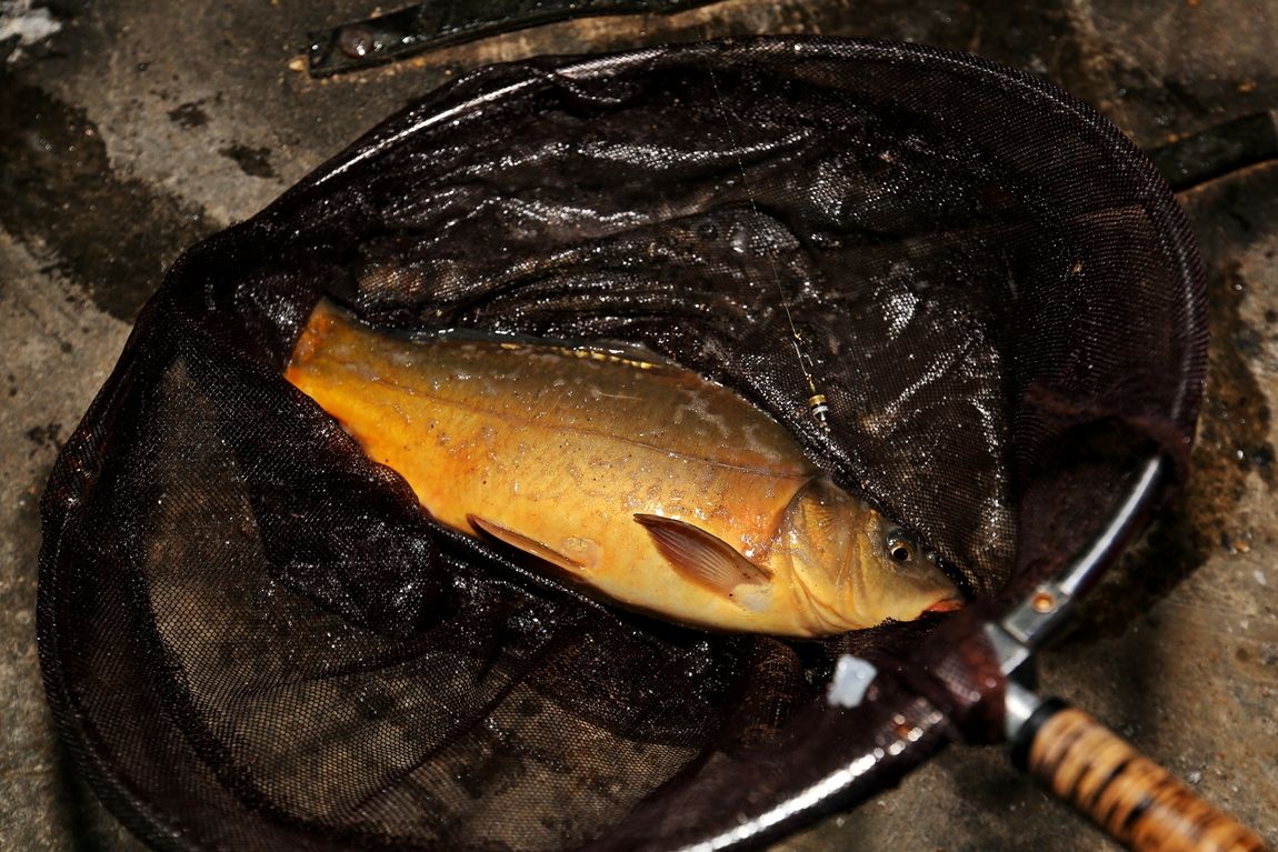 3A6A9378.JPG