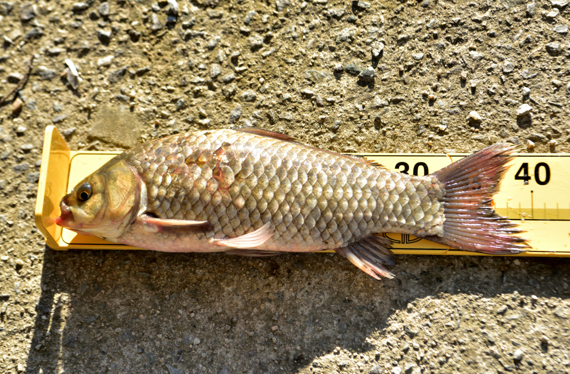 46.JPG