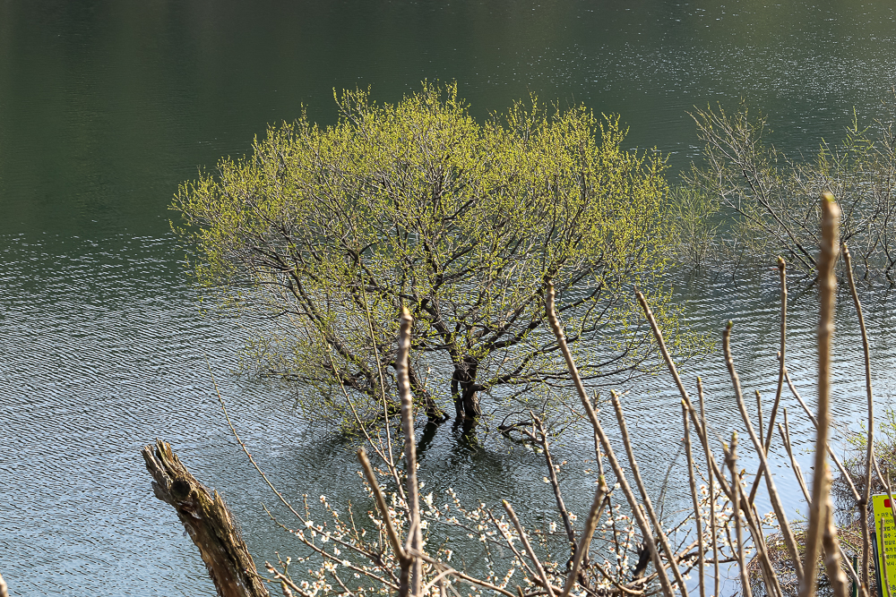 IMG_9524.jpg