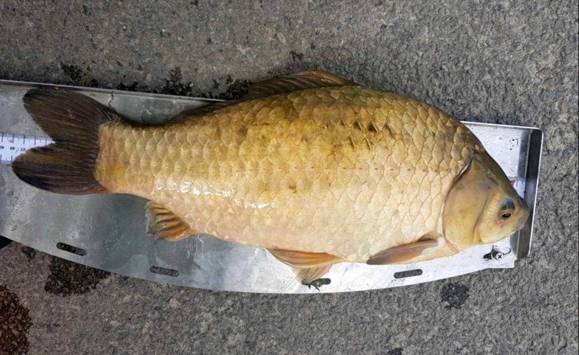 51.JPG