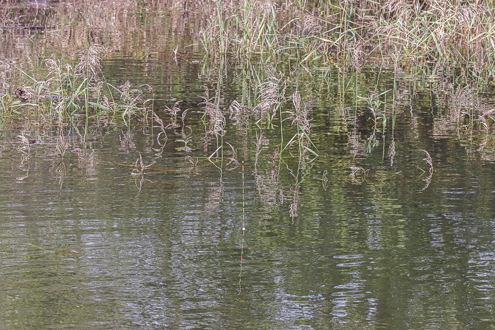IMG_2907.jpg