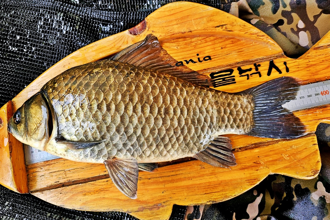 45.jpg