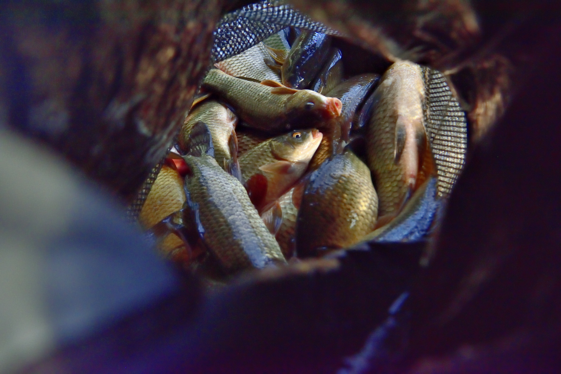 DSC_8136.JPG