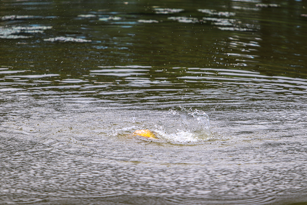 IMG_5746.jpg