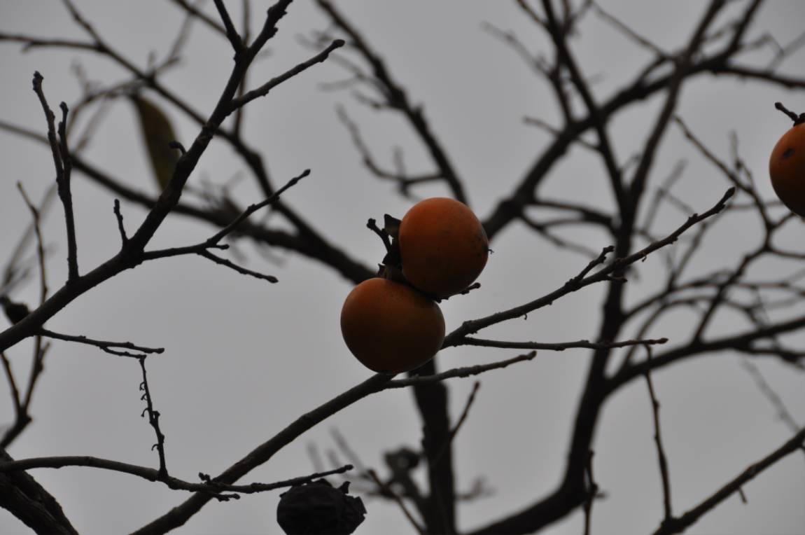 DSC_0018.JPG