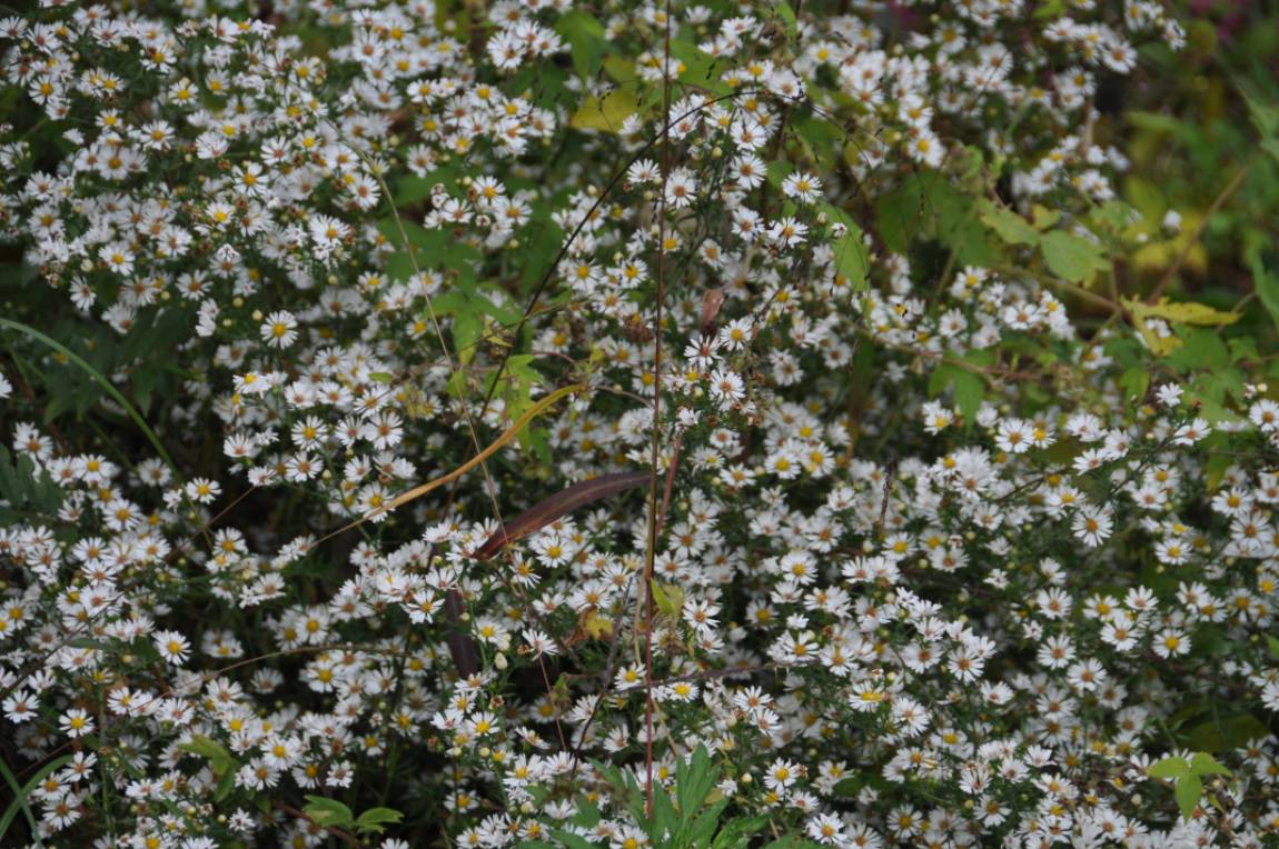 DSC_0019.JPG