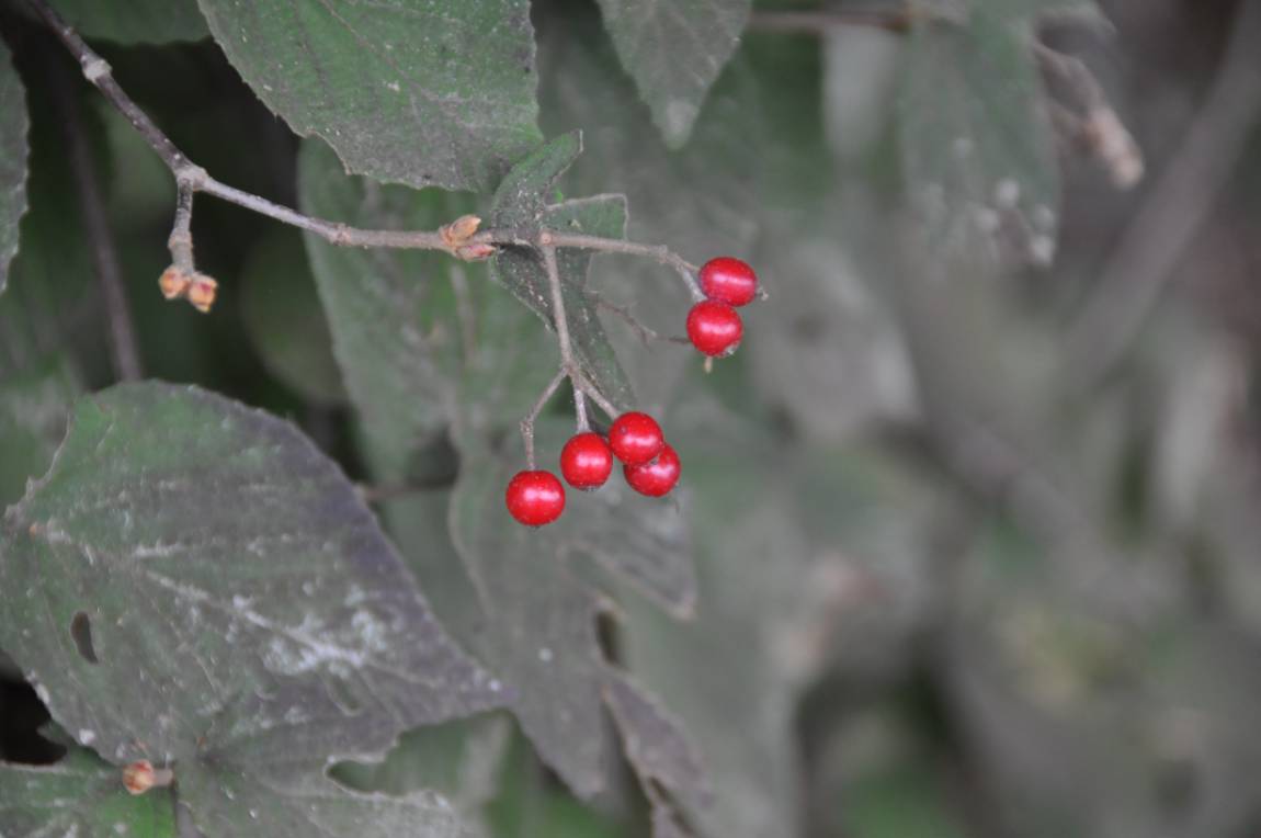 DSC_0020.JPG