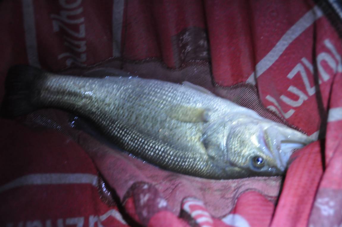 DSC_0039.JPG