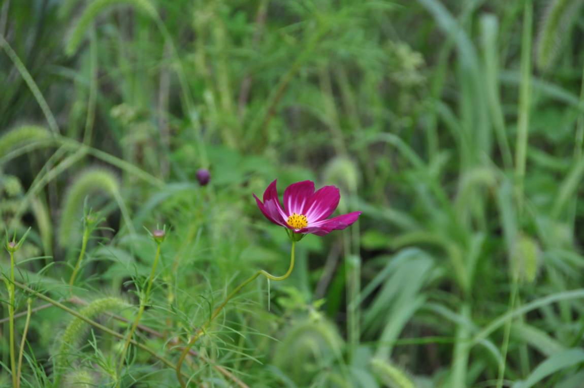 DSC_0044.JPG
