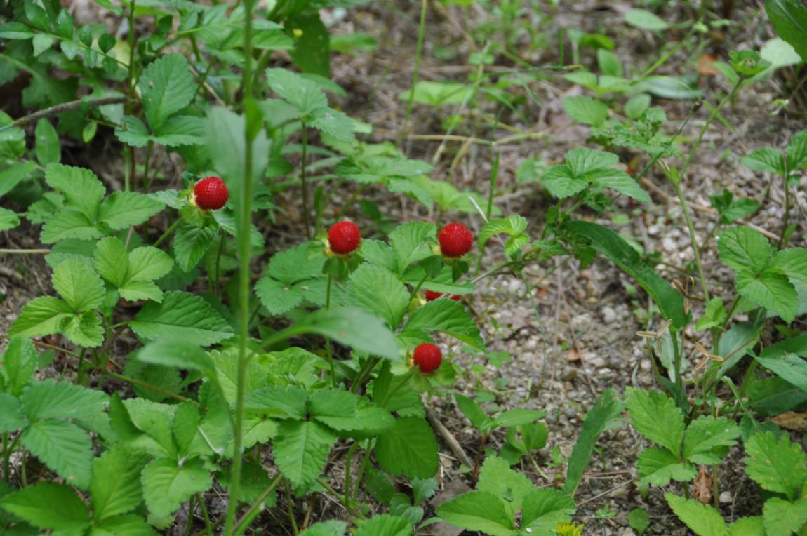 DSC_0015.JPG