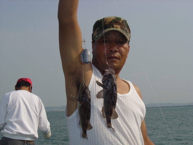 평택본전낚시마트 통신원속보 > 평택 우럭 배낚시 씨알은 잘지만 마릿수로...... : 낚시사랑