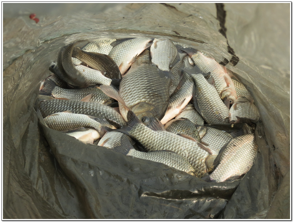 ���� 1495.jpg