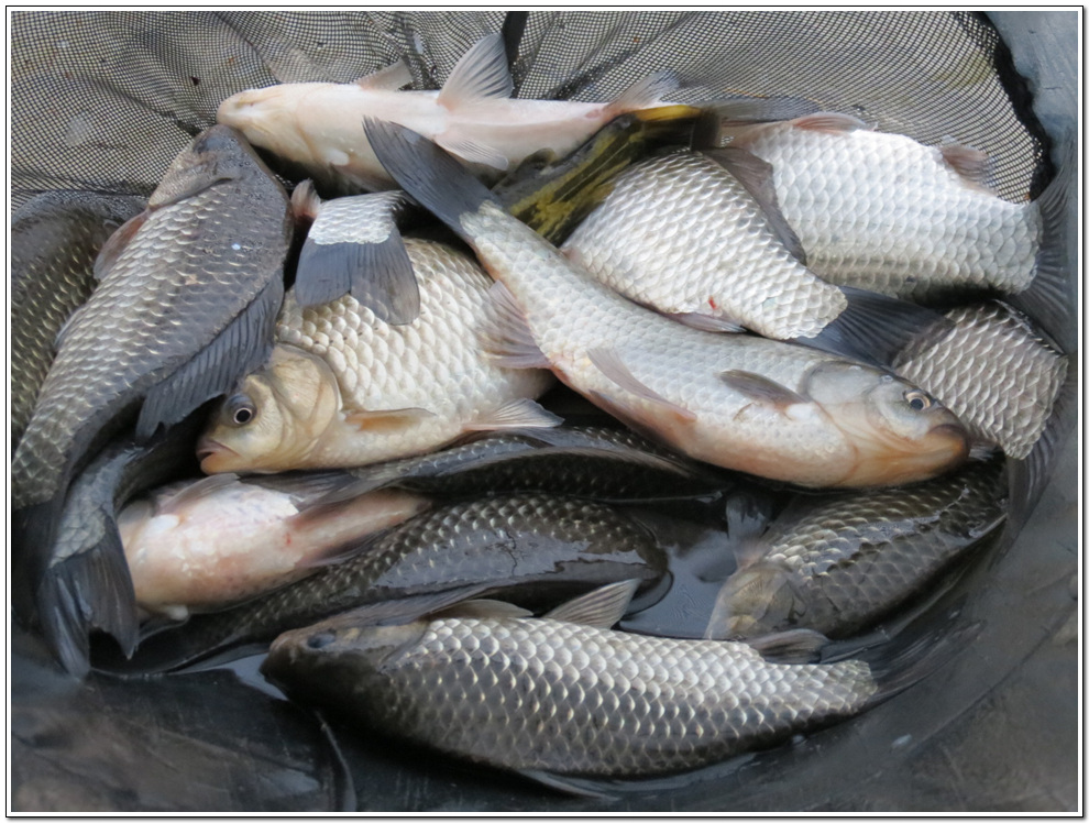 ���� 1499.jpg