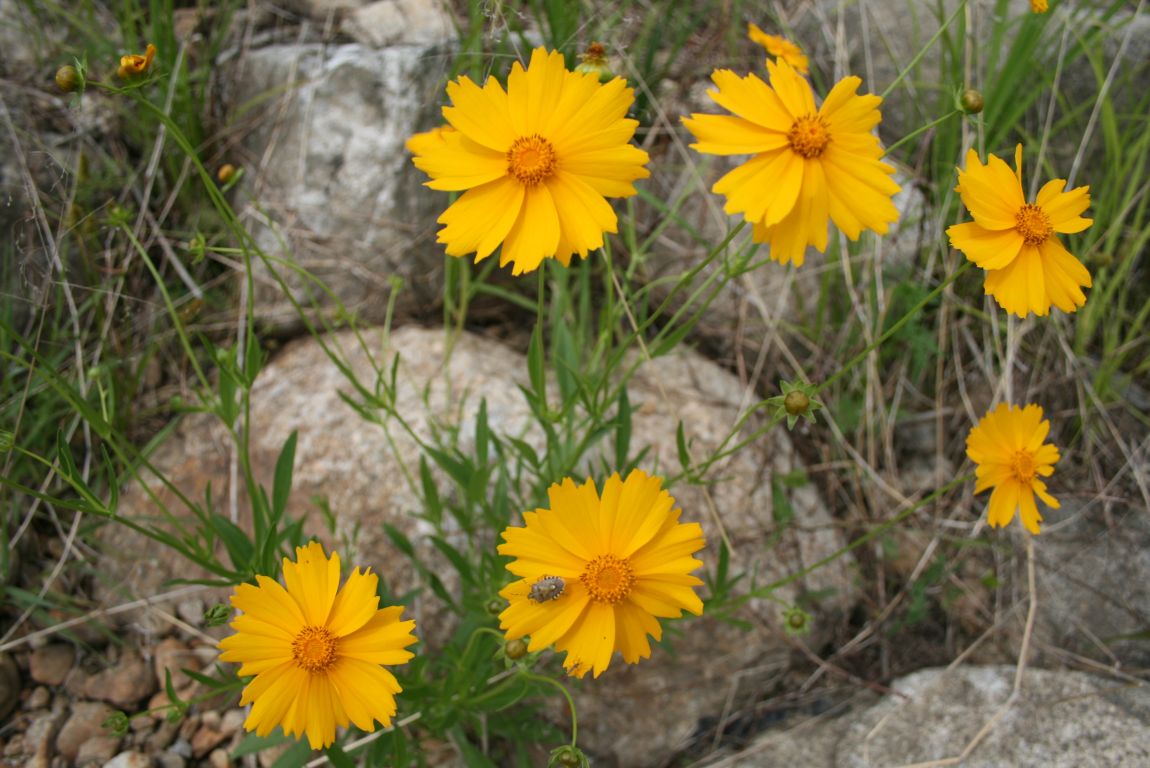 IMG_6983.JPG