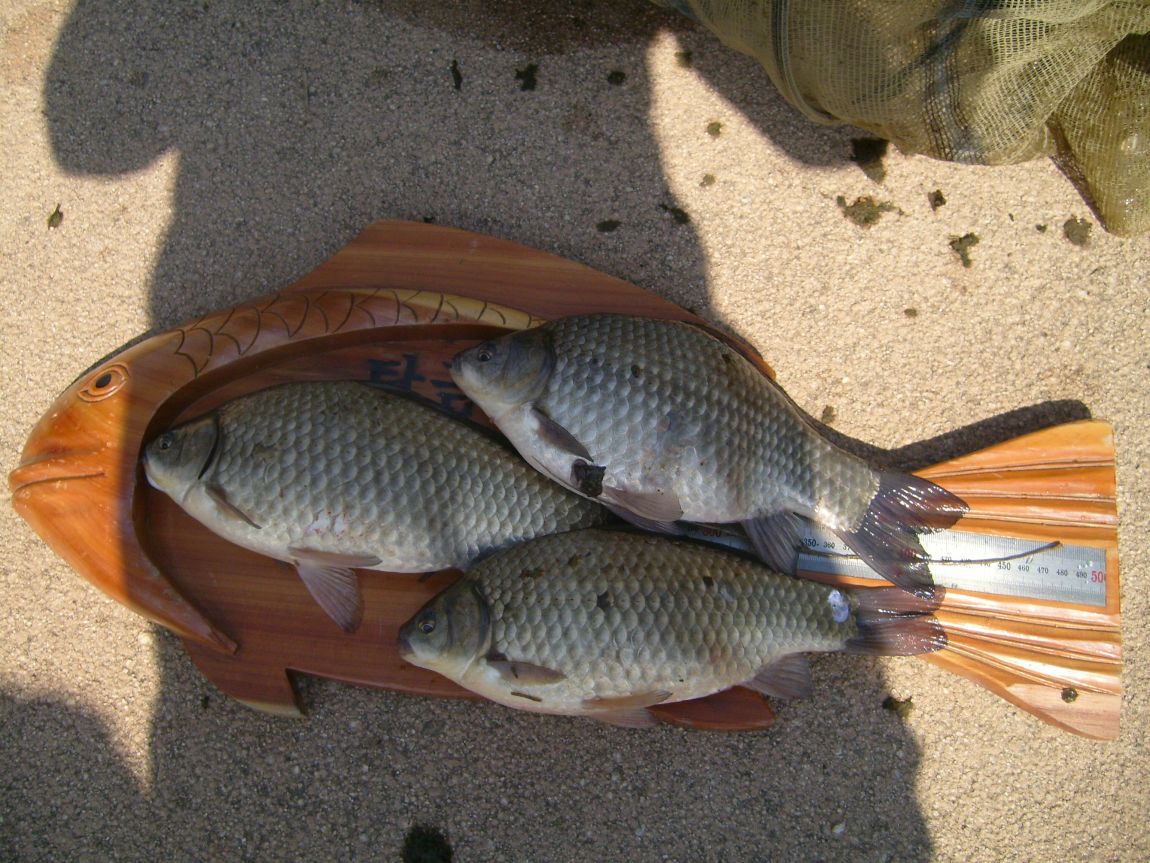 S7001209.JPG