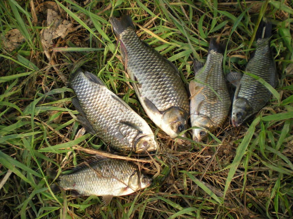 DSCN6485.JPG
