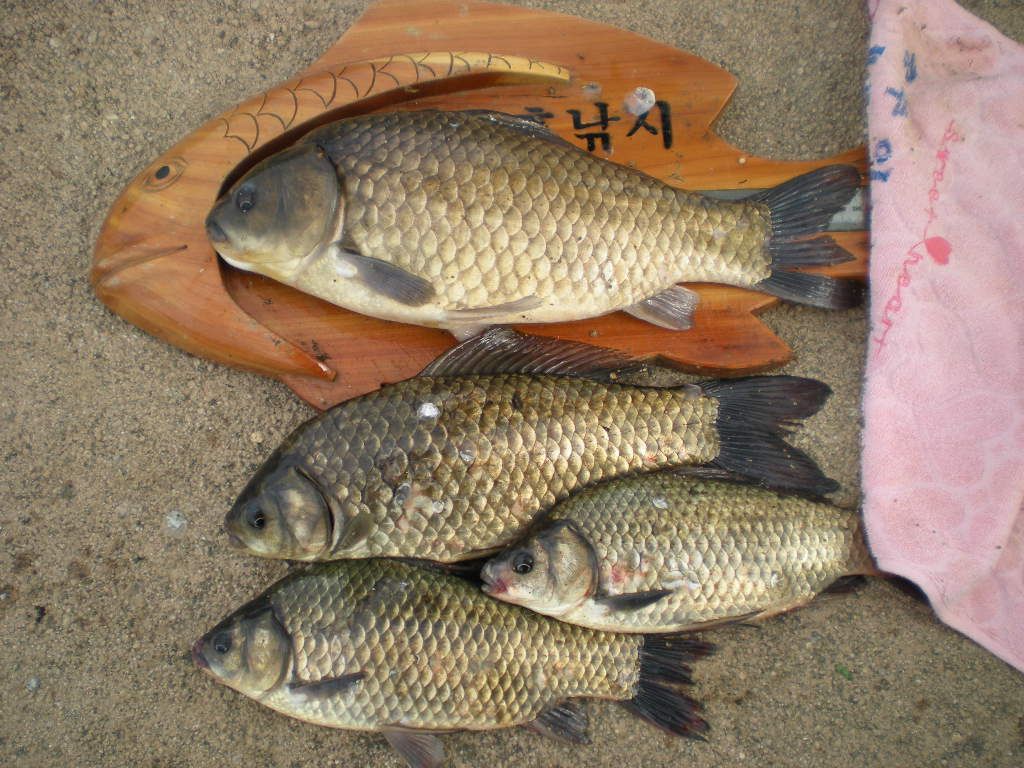 DSCN6526.JPG