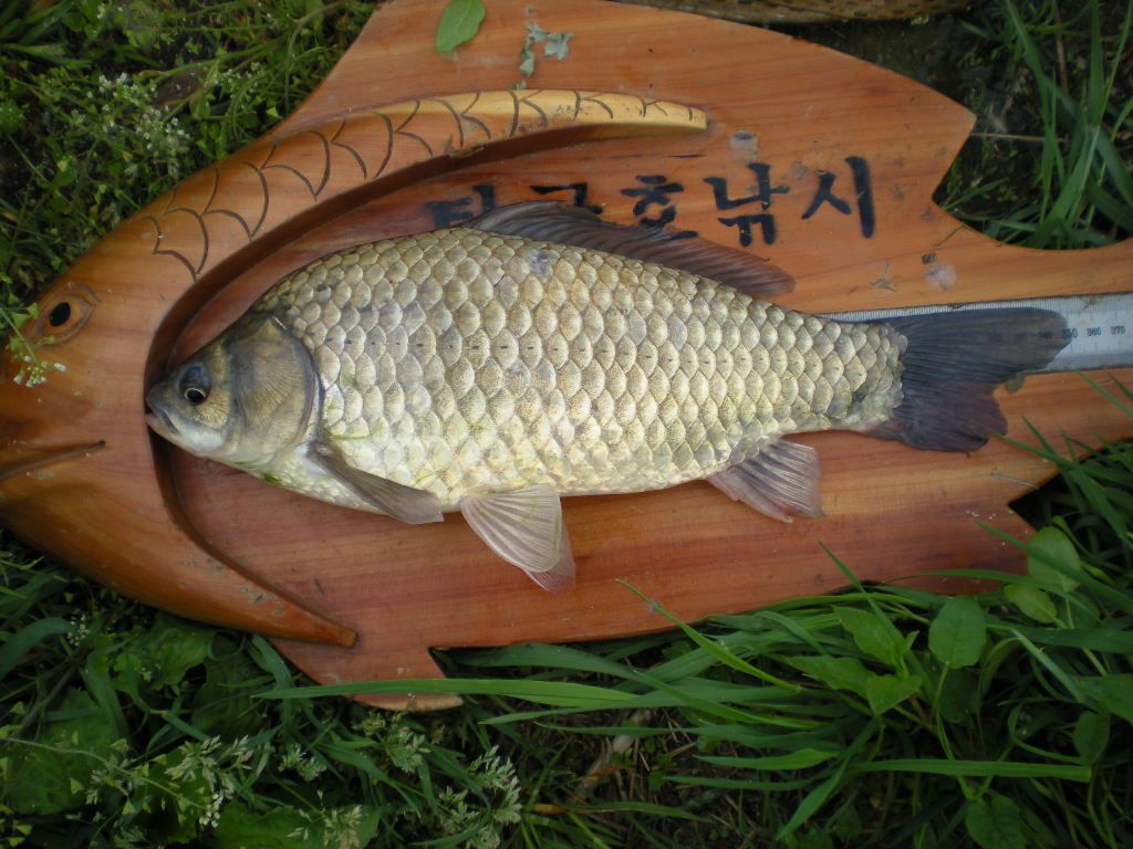 DSCN6517.JPG