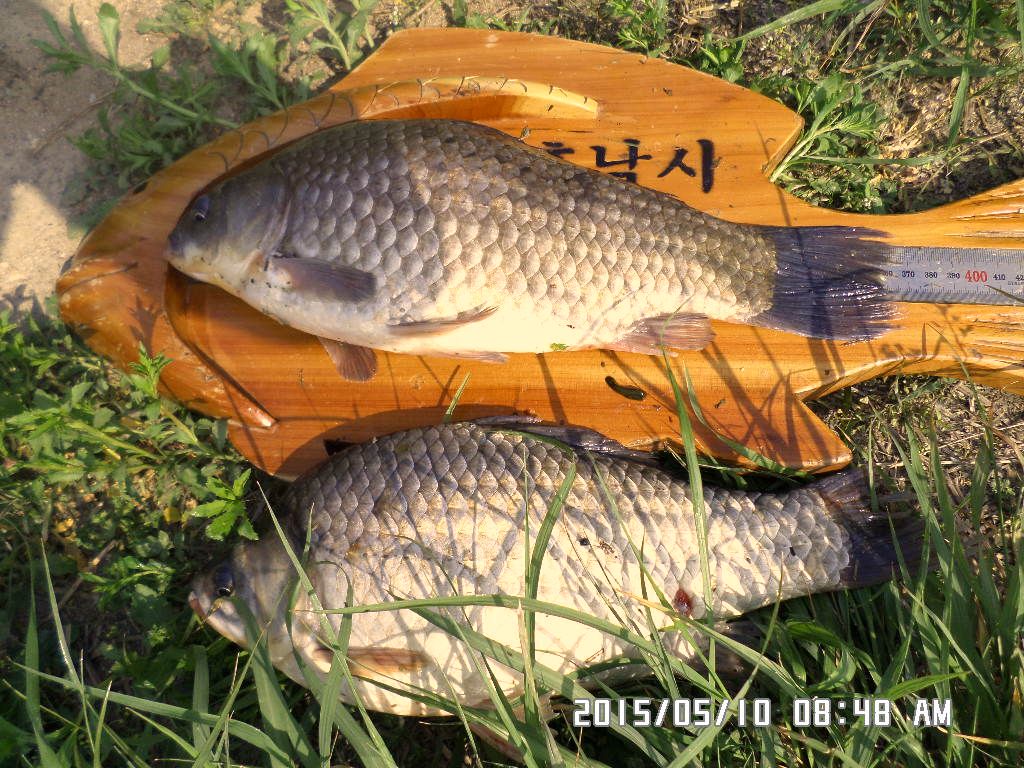 SAM_0449.JPG