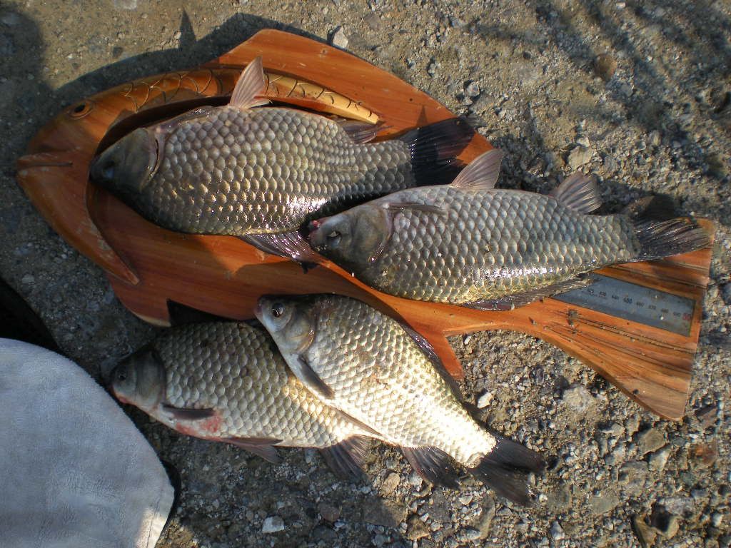 DSCN6676.JPG