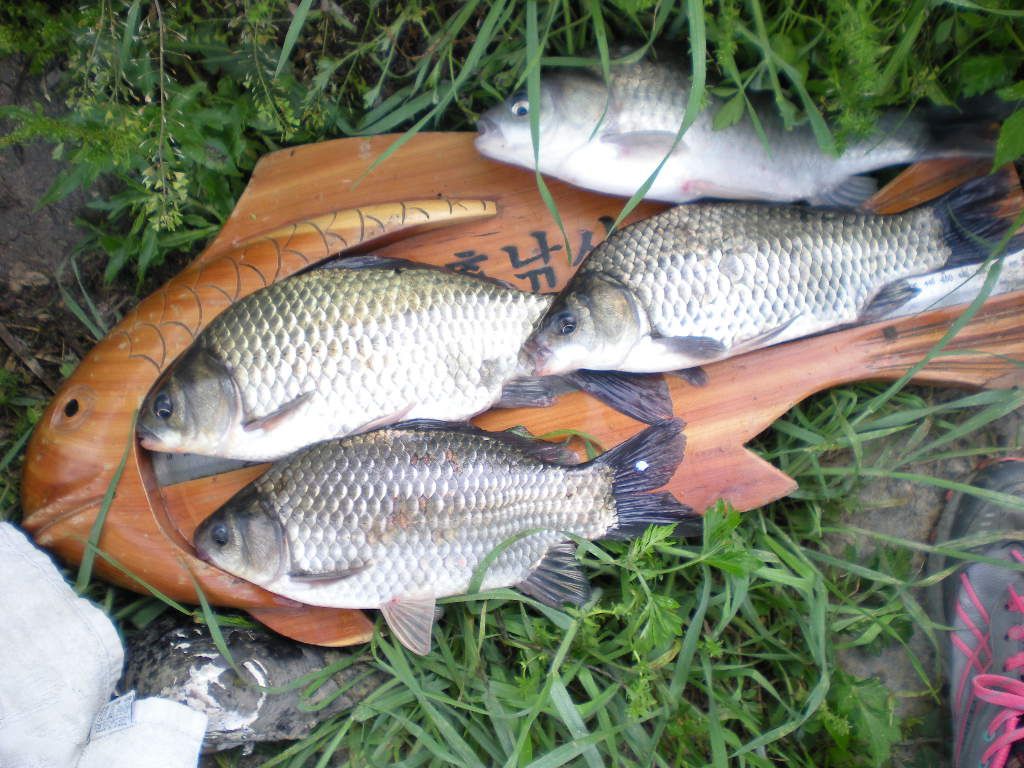 DSCN6681.JPG