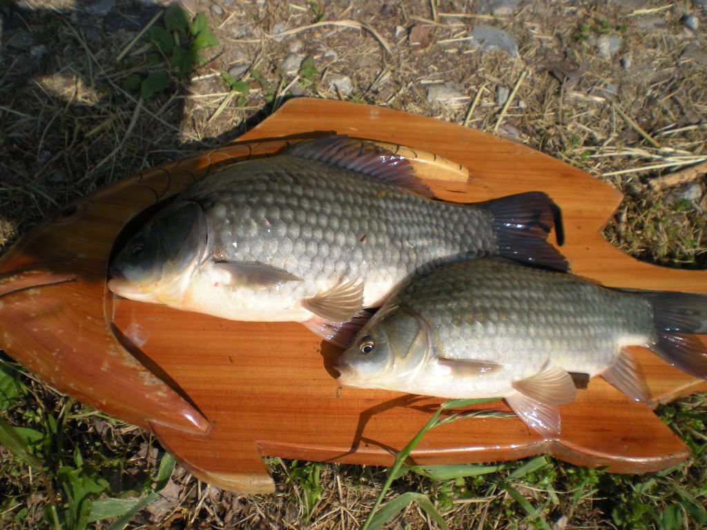 DSCN6690.JPG