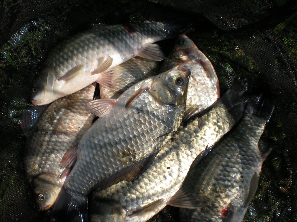 DSCN6695.JPG