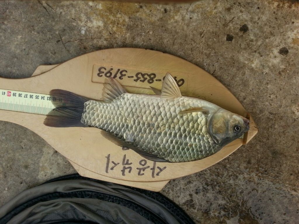 1438216933927.jpg