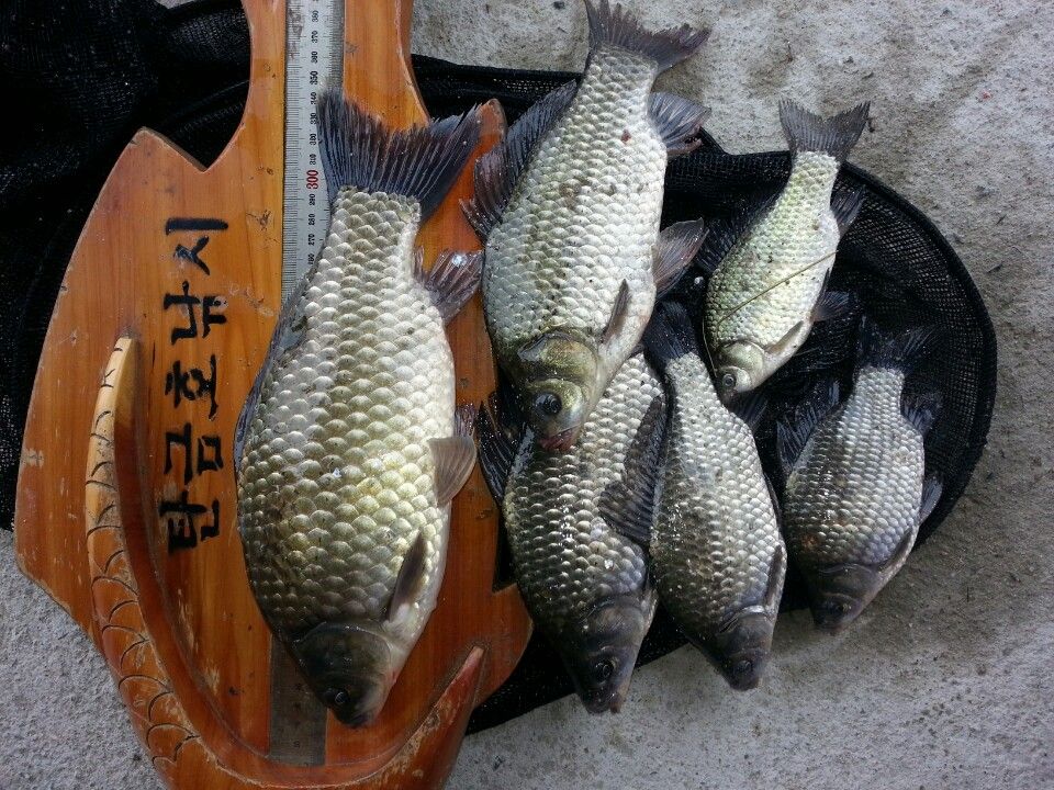 KakaoTalk_20151104_125023898.jpg