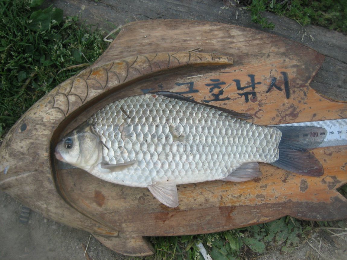 낚시사랑충주점 통신원속보 > 낚시사랑 충주점대물조황 : 낚시사랑
