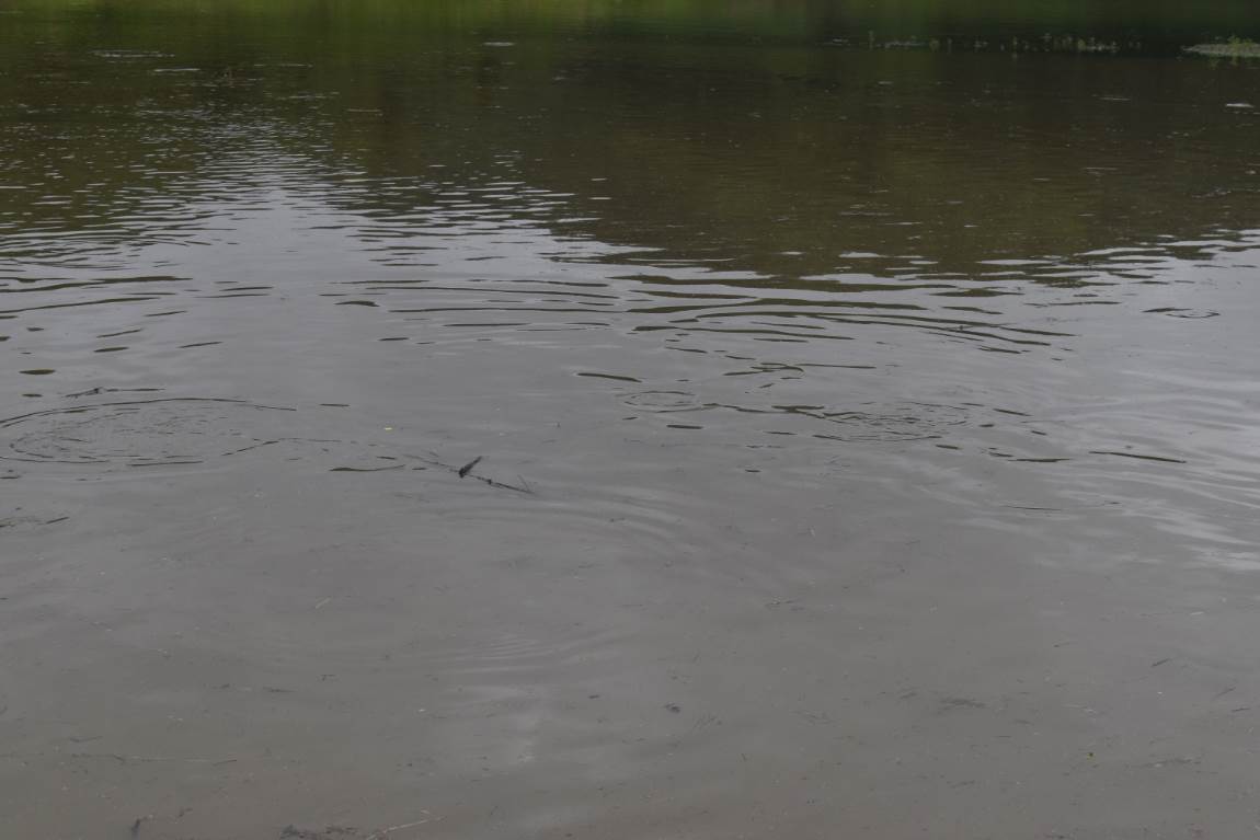DSC_0029.JPG