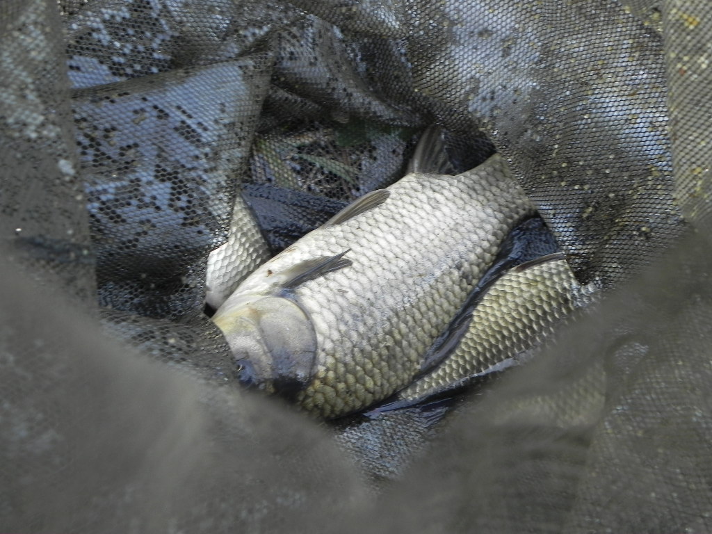 DSCN4652.JPG