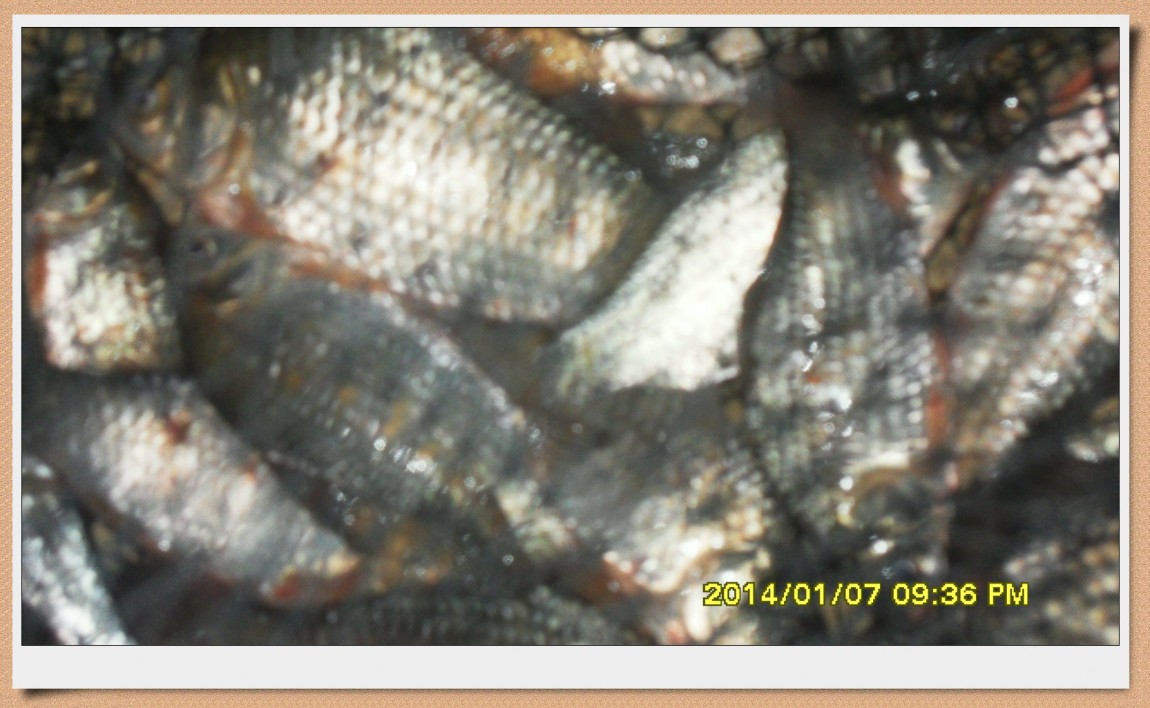 SDC13038.jpg