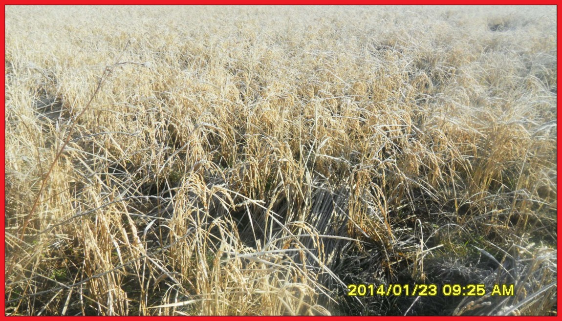SDC13100.jpg