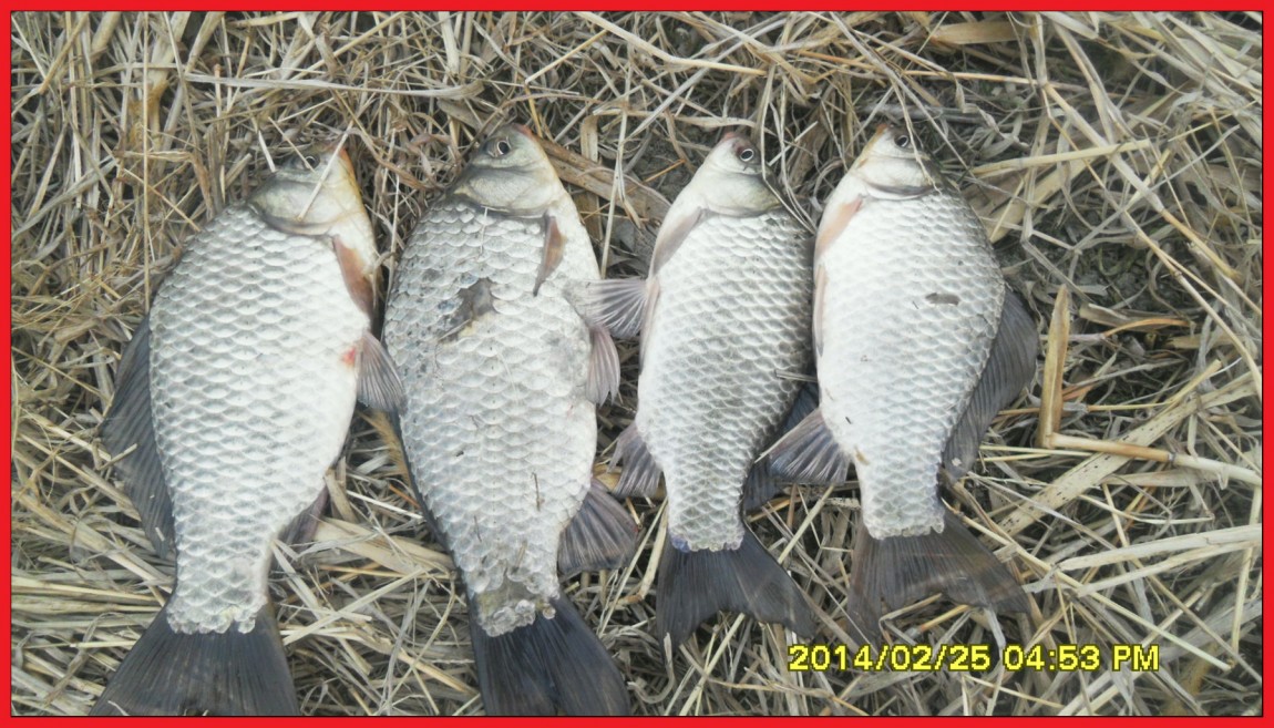 SDC13460.jpg