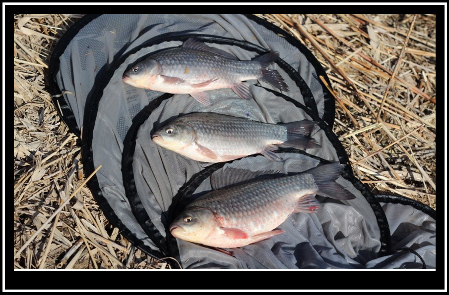 bandicam 2014-03-11 11-39-50-625.jpg