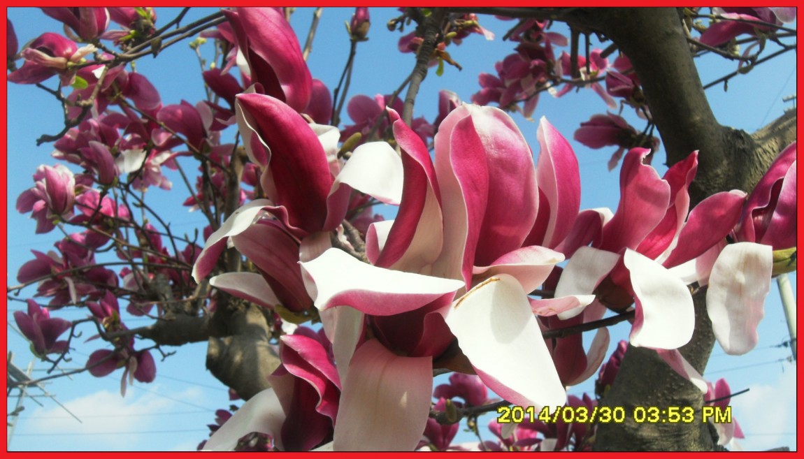 SDC14034.jpg