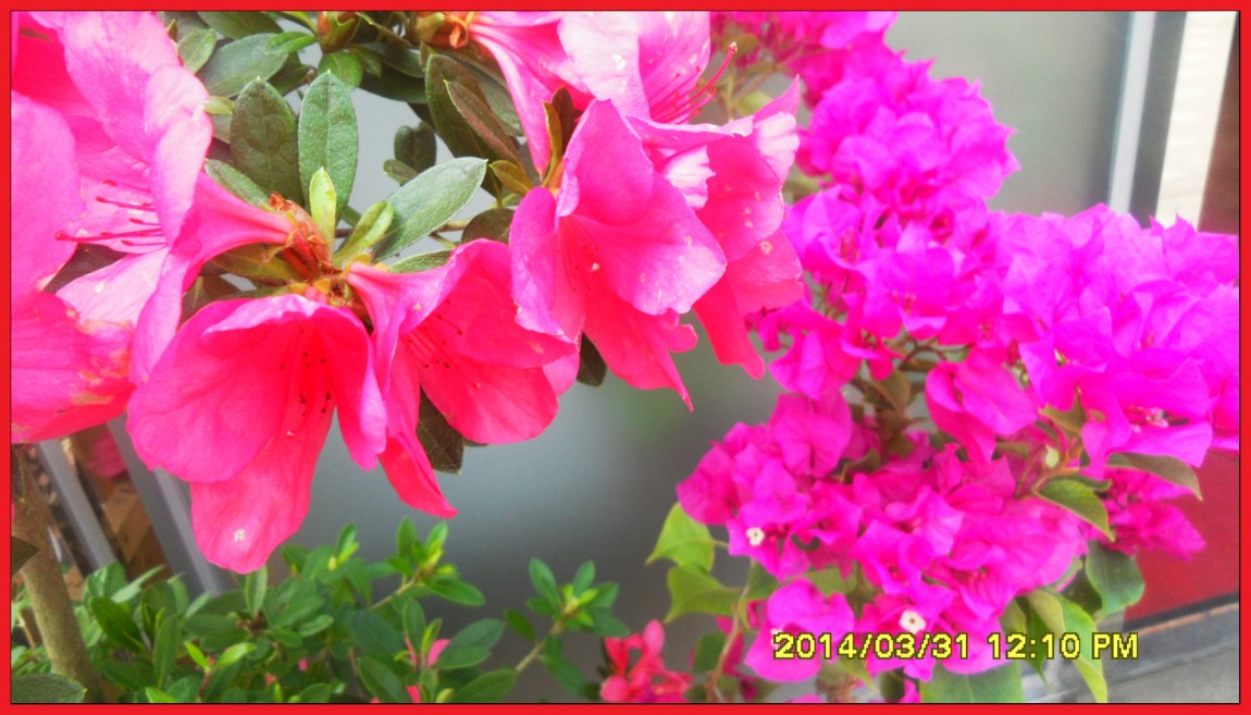 SDC14048.jpg