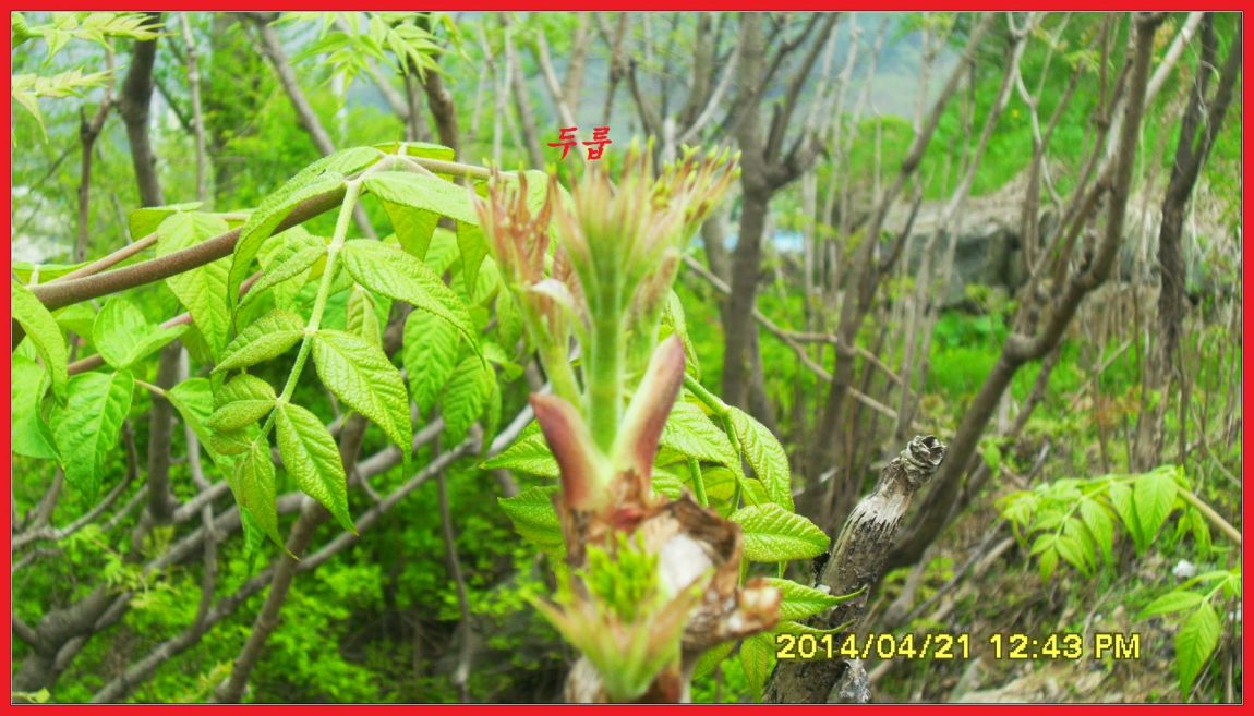 SDC14408.jpg