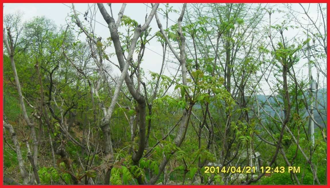 SDC14409.jpg