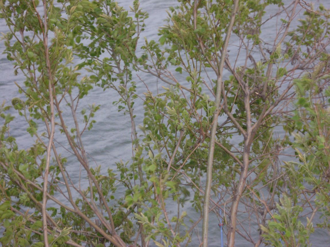 SL381032.JPG