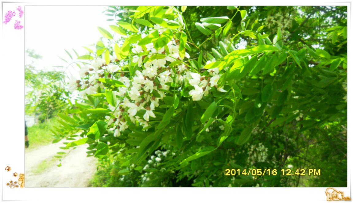 SDC14926.jpg