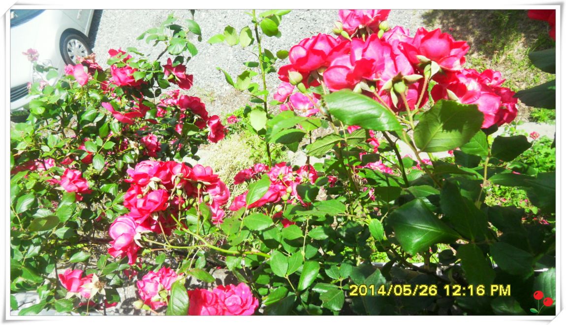 �ٹ̱�_SDC15058.jpg