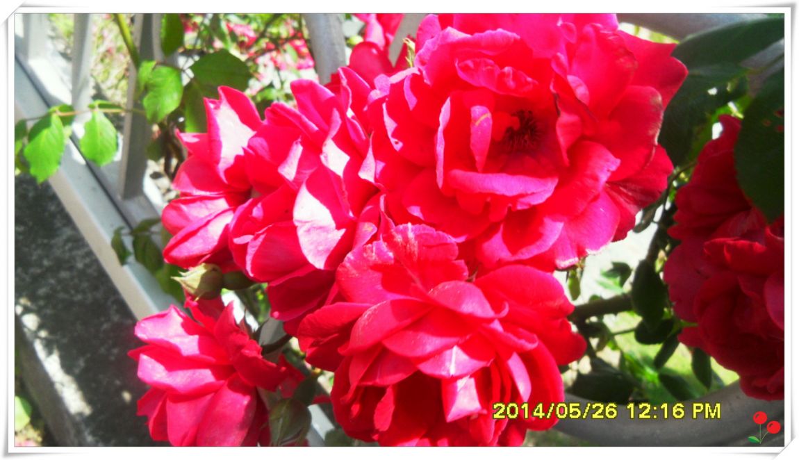�ٹ̱�_SDC15059.jpg