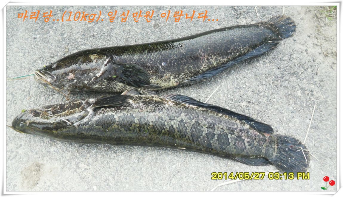 �ٹ̱�_SDC15121.jpg