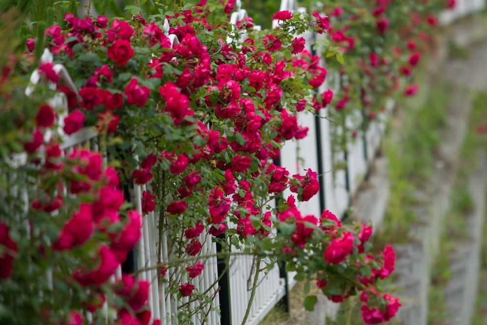 �ٹ̱�_DSC09451.jpg