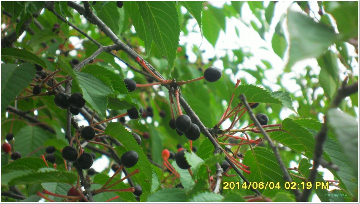 ٹ̱_SDC15185.jpg