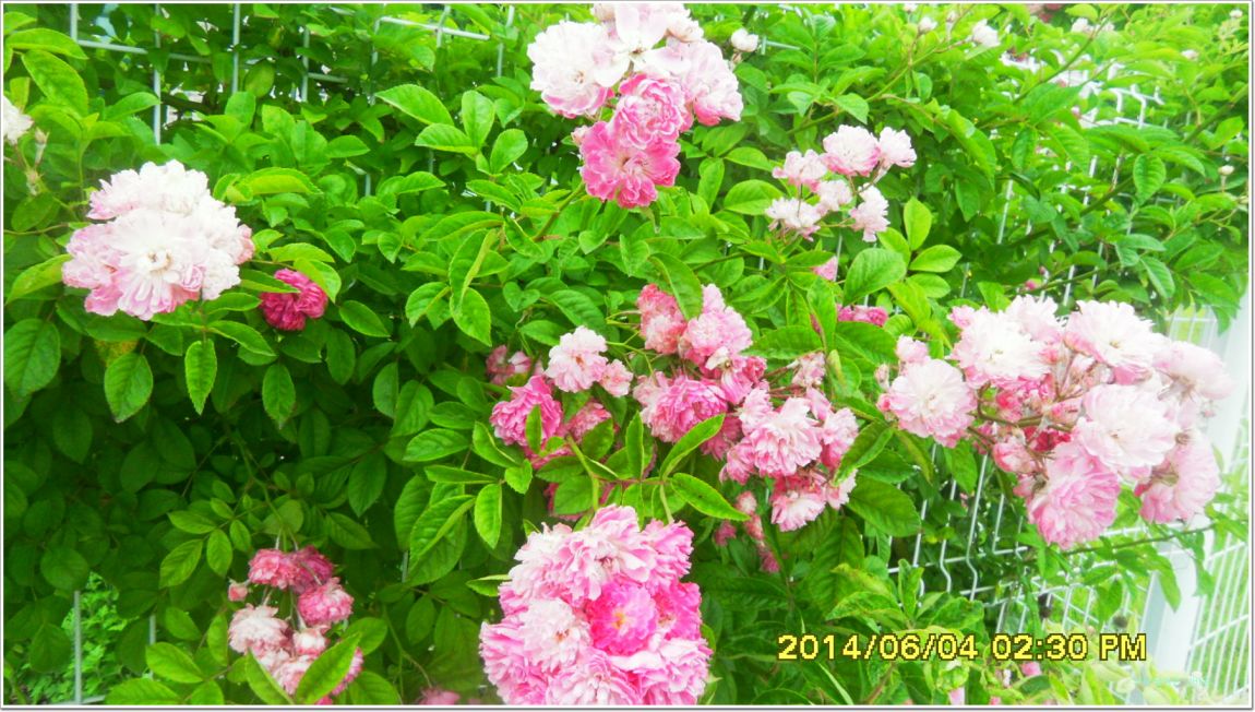 ٹ̱_SDC15188.jpg