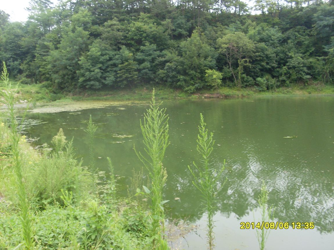 SL381284.JPG